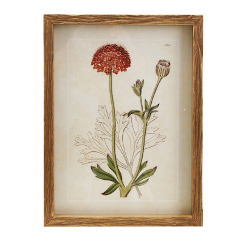 Vintage red flower botanical art print in a rustic wood frame.