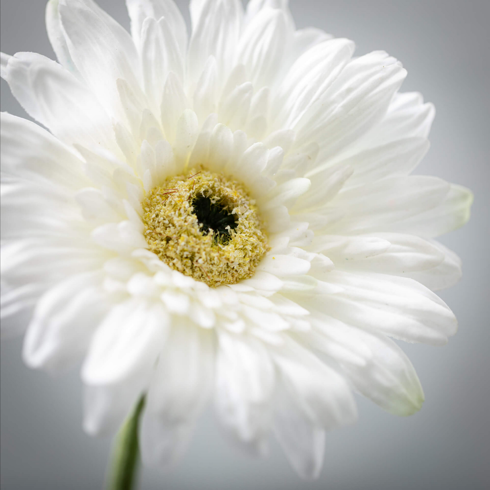 Close-up of a white gerbera daisy with a yellow and green center against a soft grey background.