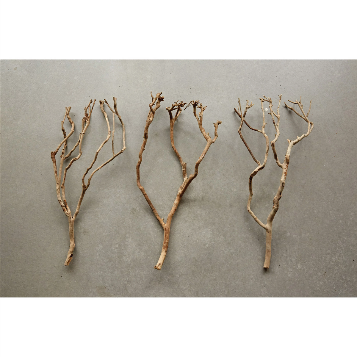 Natural Tea Tree Branch — alternate view 2