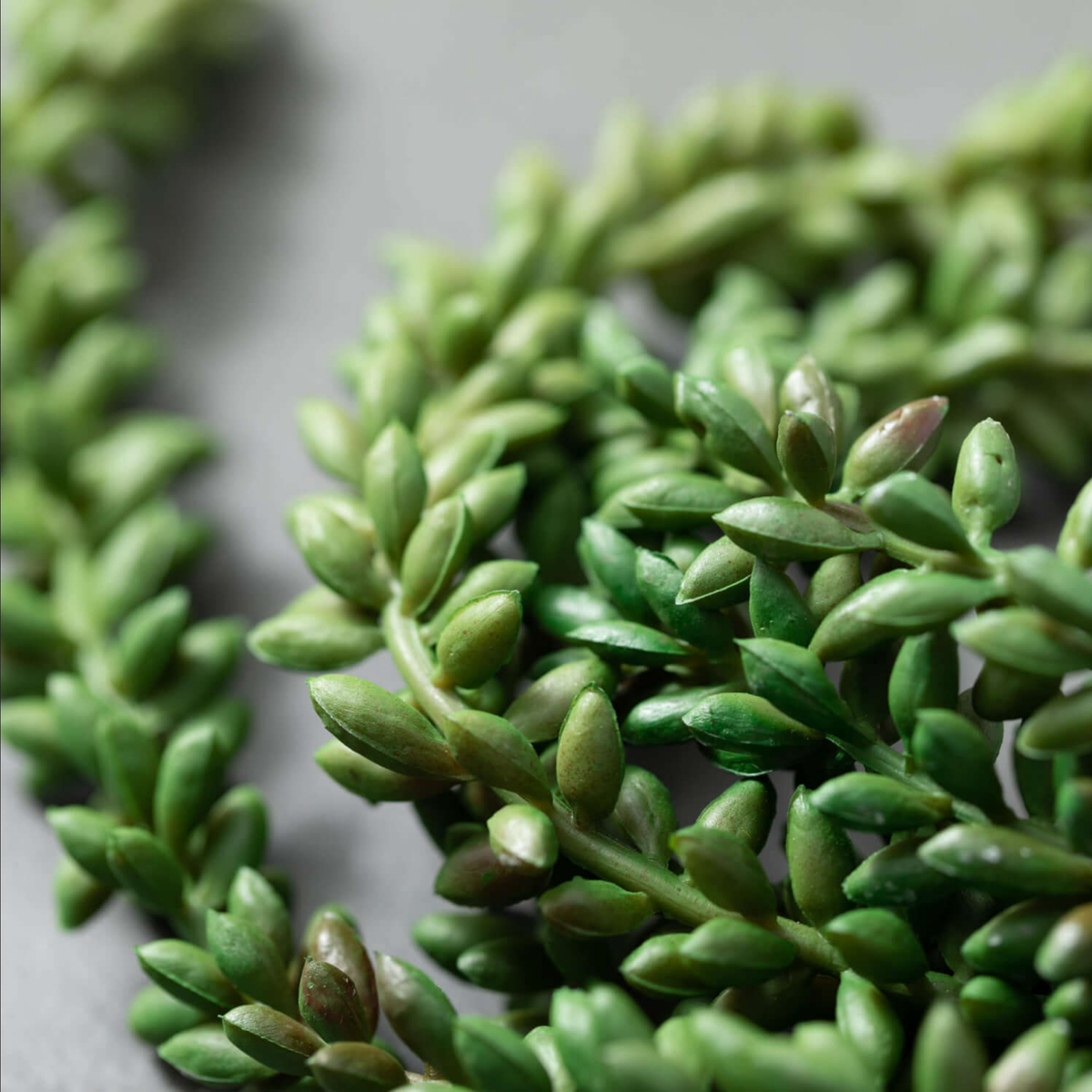 Succulent Vine Bush — alternate view 2
