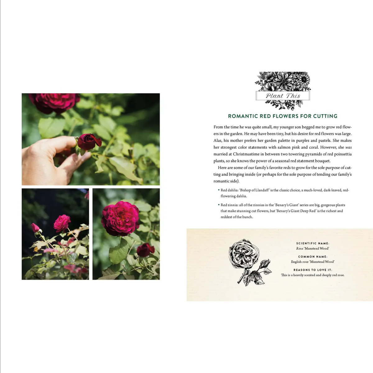 A Home in Bloom, Book - Garden — alternate view 3