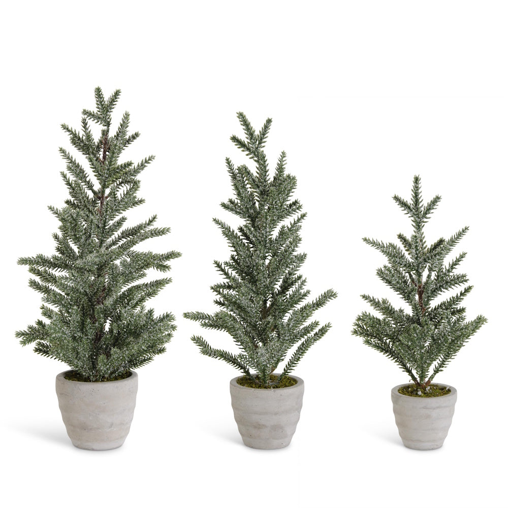 Set of three snow-dusted mini pine trees in gray cement pots of varying sizes on a plain white background.
