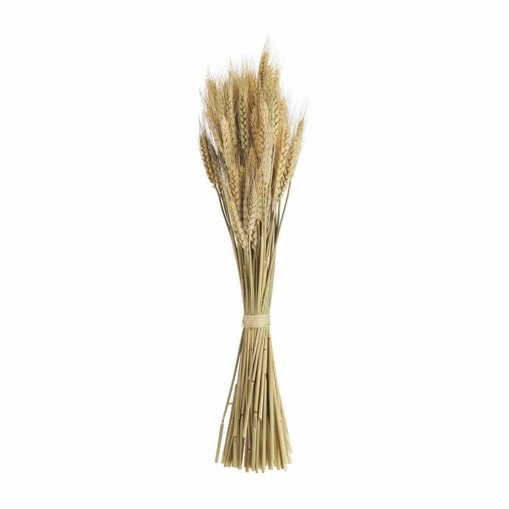 A vertical bundle of dried wheat stalks tied together in the middle with twine against a white background.