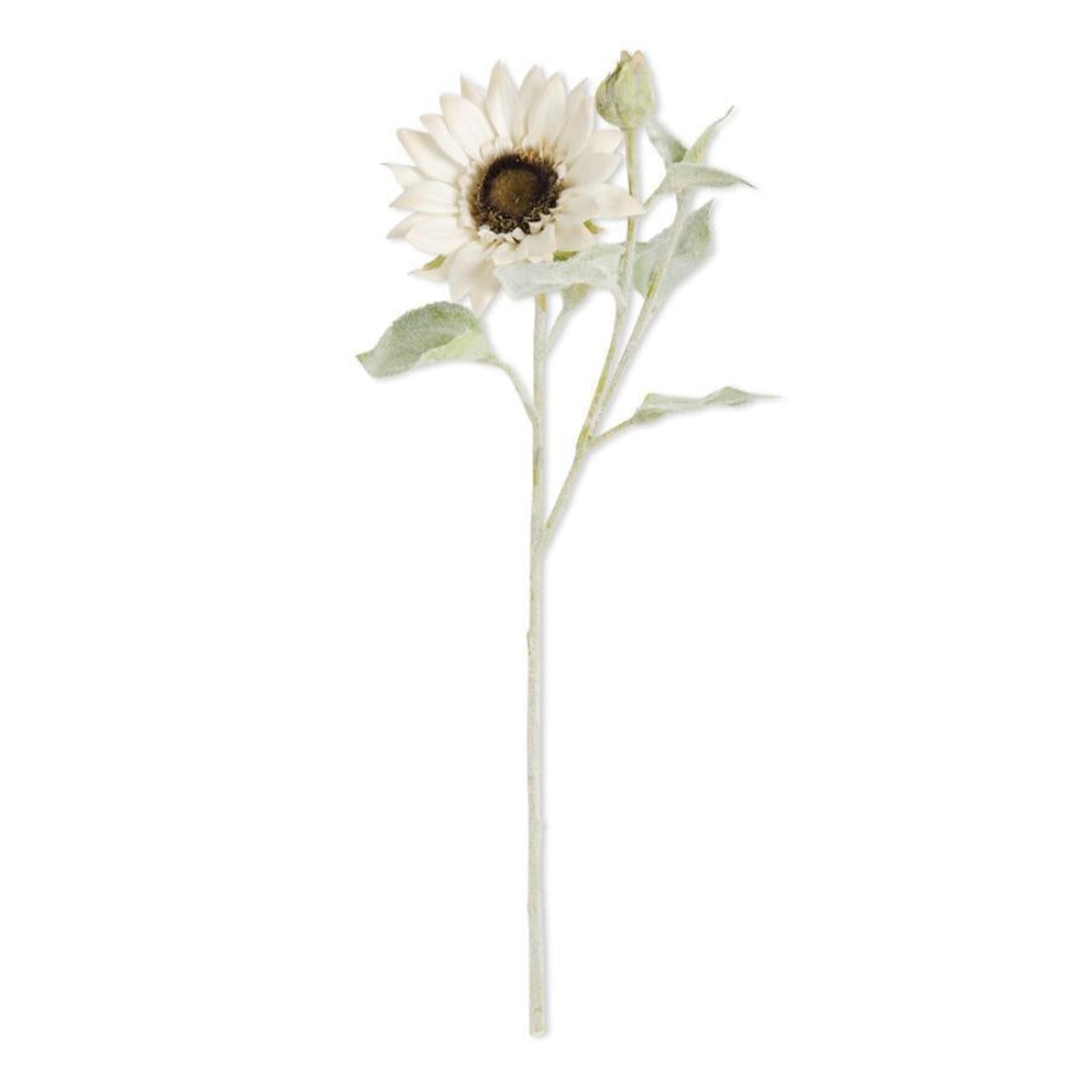 Single cream-white sunflower bloom with a small bud and a light green flocked stem on a plain white background.