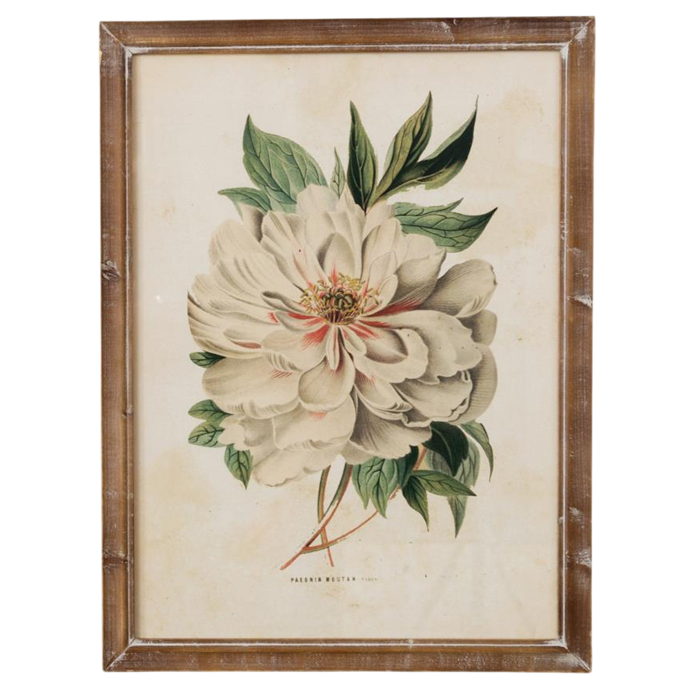 Vintage botanical illustration of a white Paeonia Moutan tree peony flower in a rustic wood frame, cream background.