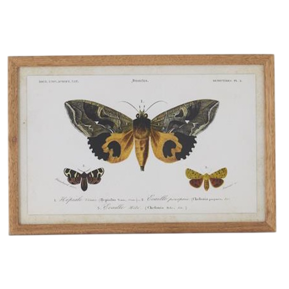 Vintage botanical illustration of three moths in a light wood frame, featuring a large central moth with yellow underwings.