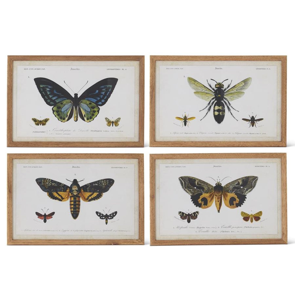 Set of four vintage-style framed botanical insect prints of butterflies and moths in light wood frames for wall decor.
